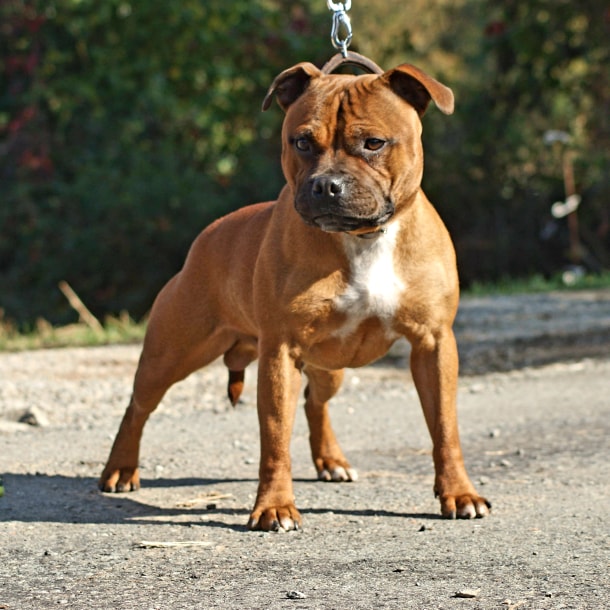 Les Staffordshire Bull Terrier de l'affixe Degli Angeli E Demoni