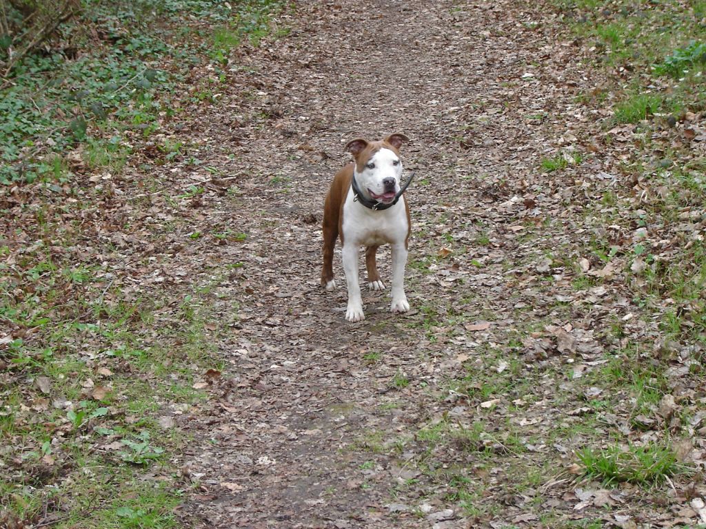 Vulcane De la Maison d'Este