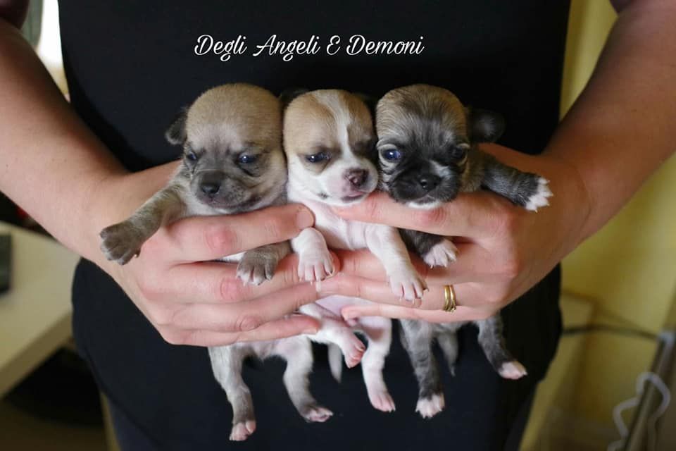 Degli Angeli E Demoni - Chihuahua - Portée née le 30/06/2019