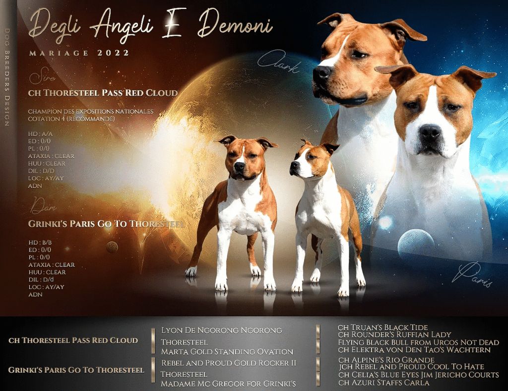 chiot American Staffordshire Terrier Degli Angeli E Demoni