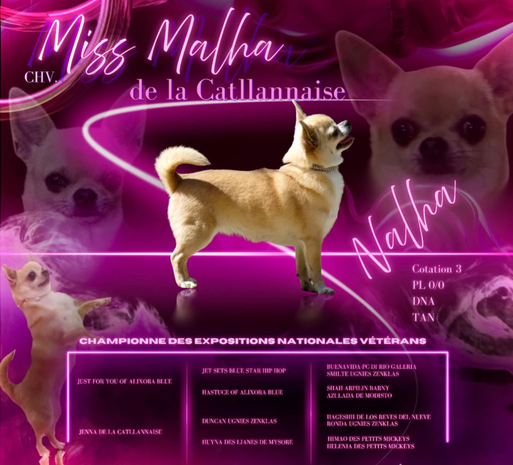 CH. Miss malha De la catllannaise