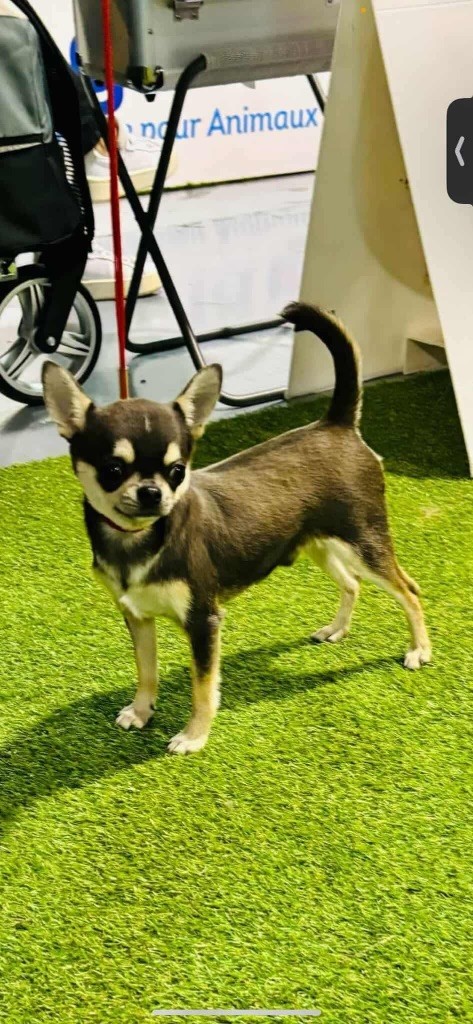 jet set s blue star Viper blue