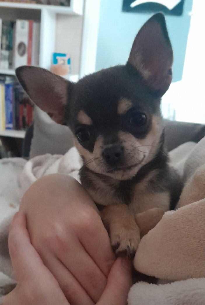 Arizona de la vallée de na&#299;ca