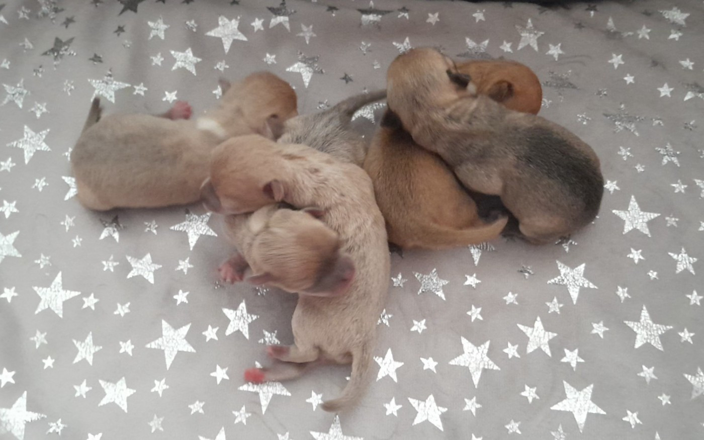 Chiot Chihuahua Degli Angeli E Demoni