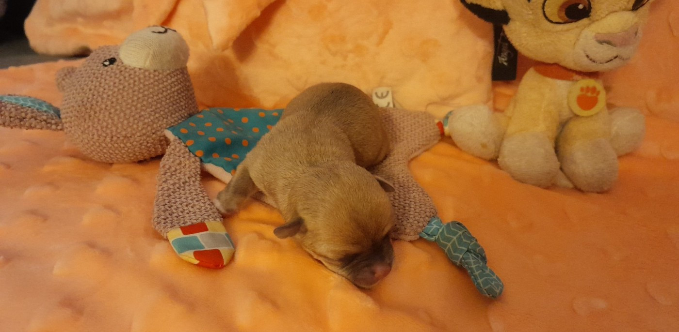 Degli Angeli E Demoni - Chiots disponibles - Chihuahua