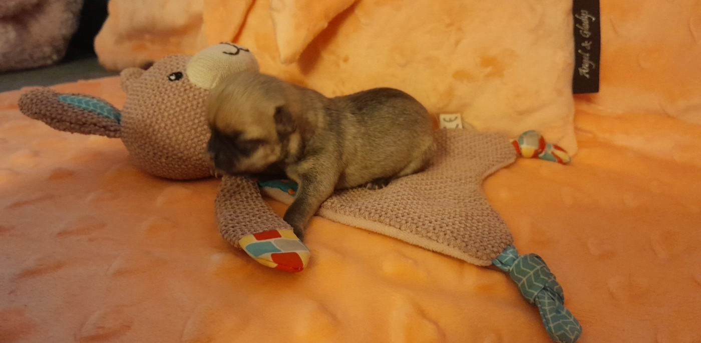 Degli Angeli E Demoni - Chiots disponibles - Chihuahua