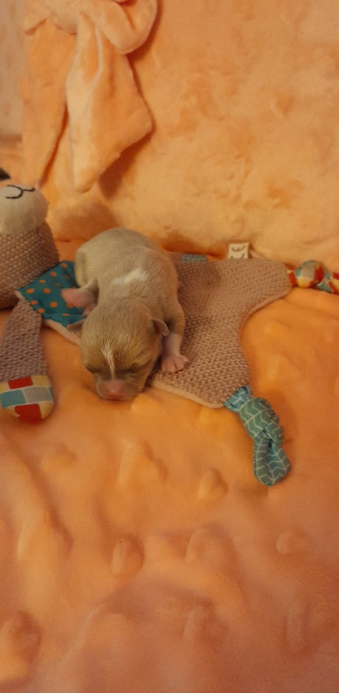 Degli Angeli E Demoni - Chiots disponibles - Chihuahua