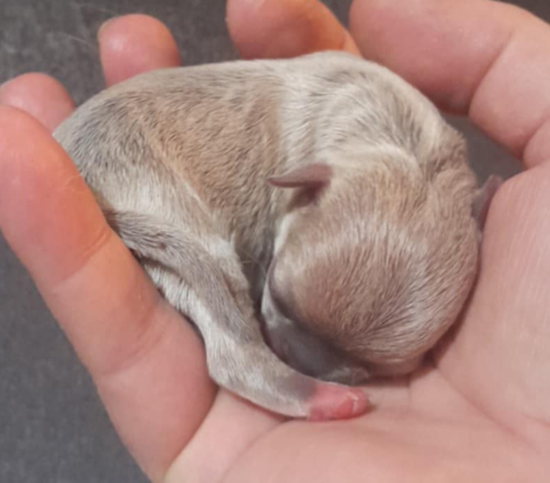 Degli Angeli E Demoni - Chiots disponibles - Chihuahua