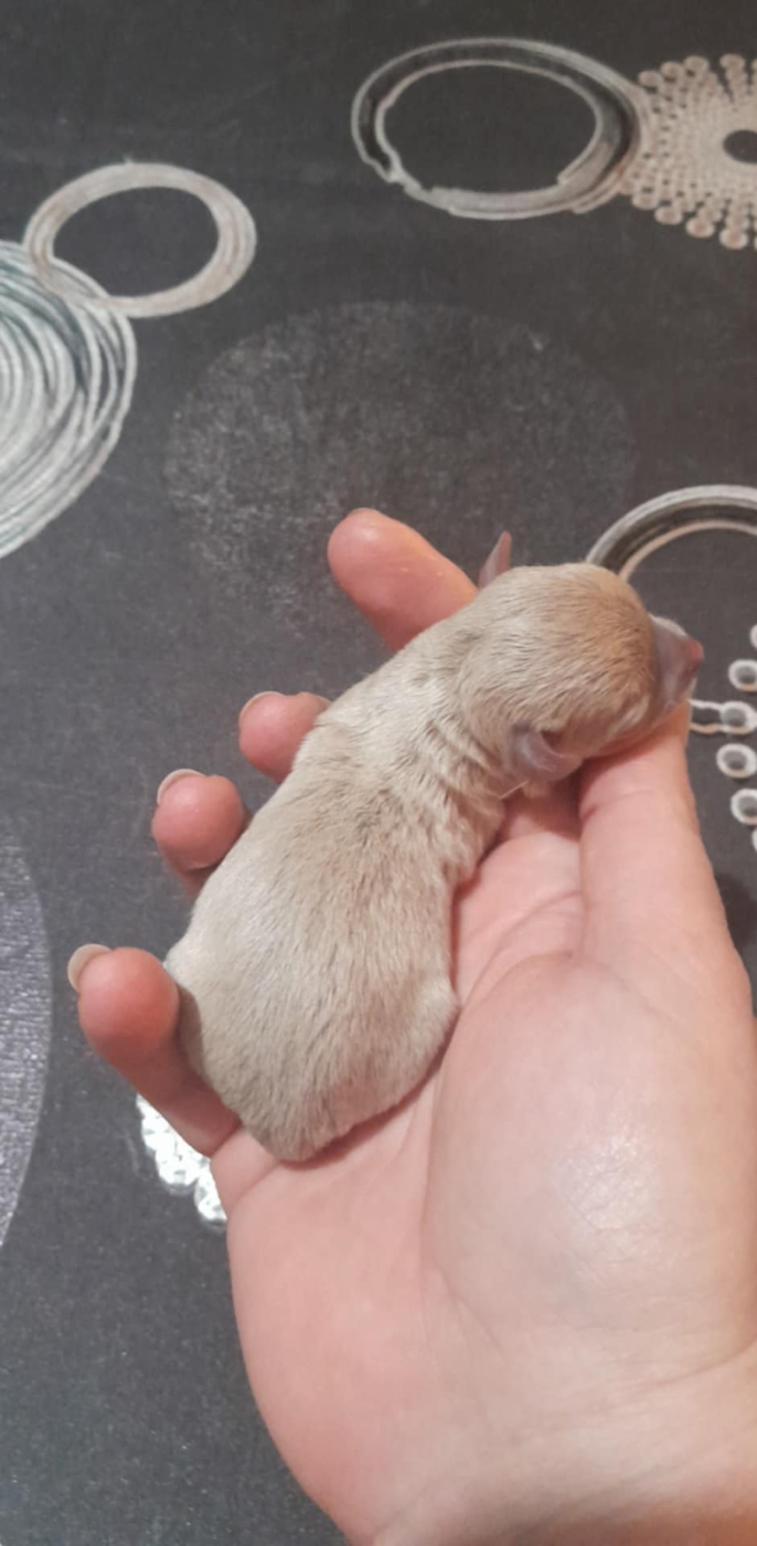 Degli Angeli E Demoni - Chiots disponibles - Chihuahua