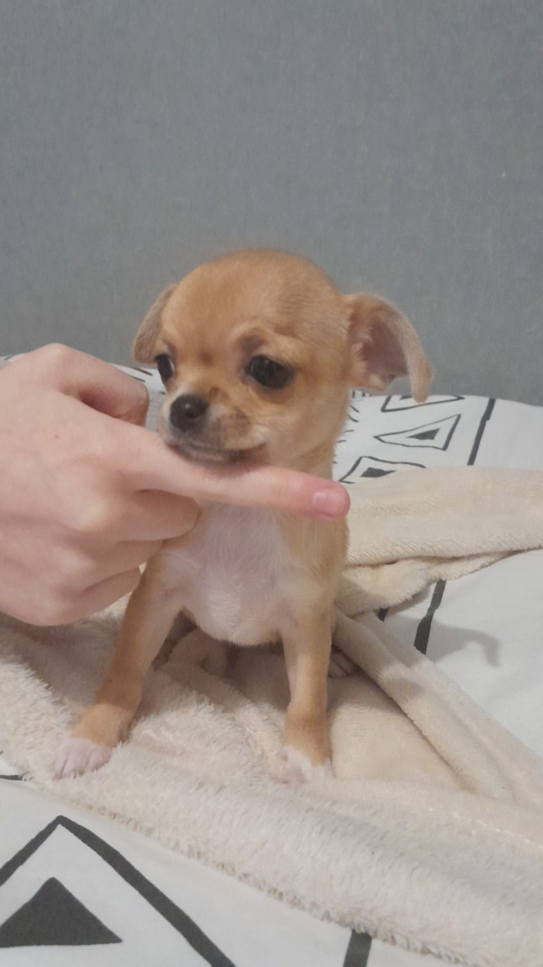 Degli Angeli E Demoni - Chiots disponibles - Chihuahua
