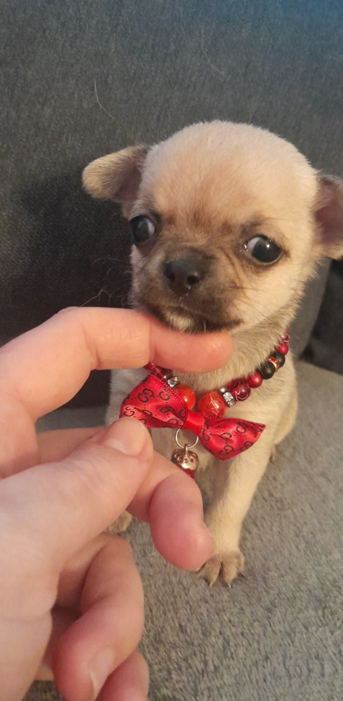 Degli Angeli E Demoni - Chiots disponibles - Chihuahua