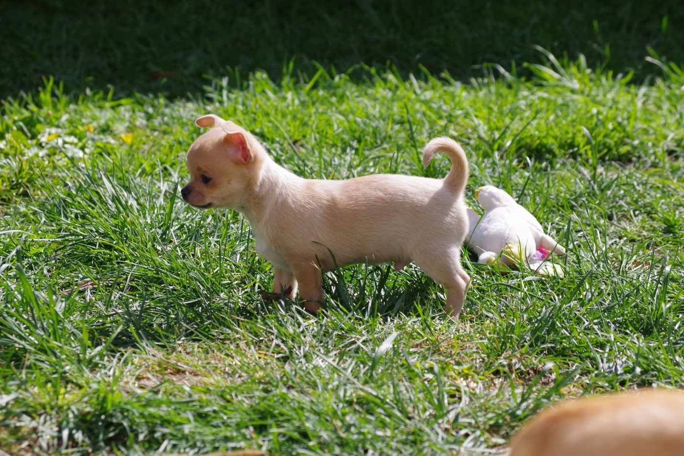 Degli Angeli E Demoni - Chiots disponibles - Chihuahua