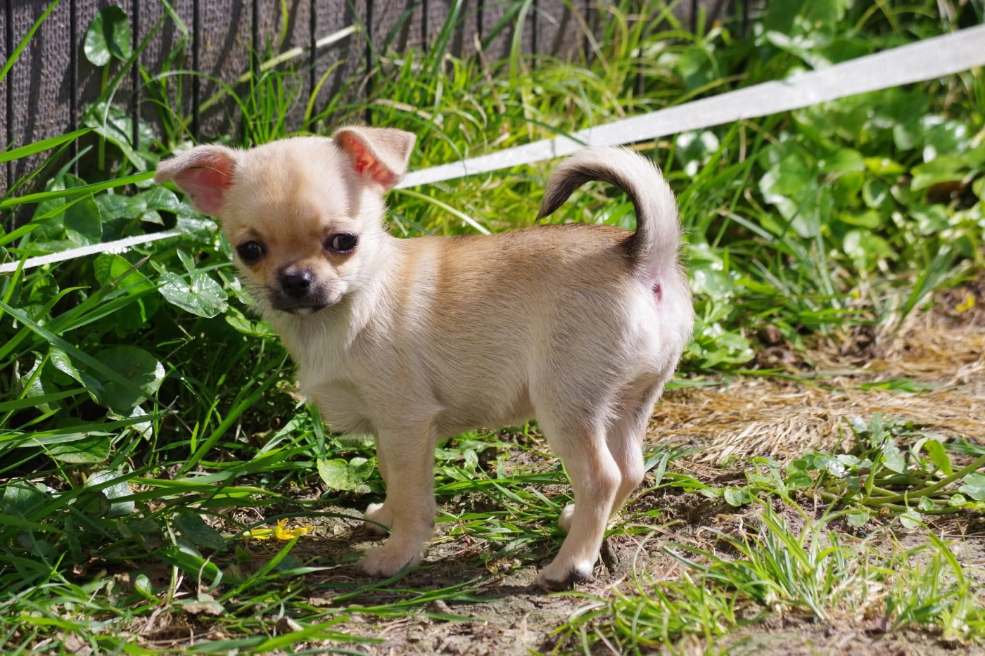 Degli Angeli E Demoni - Chiots disponibles - Chihuahua