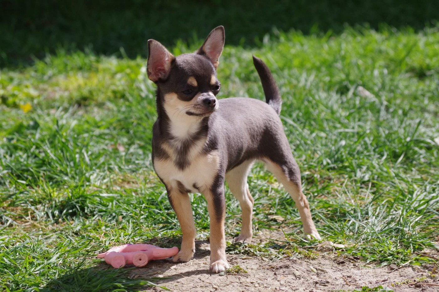 Degli Angeli E Demoni - Chiots disponibles - Chihuahua
