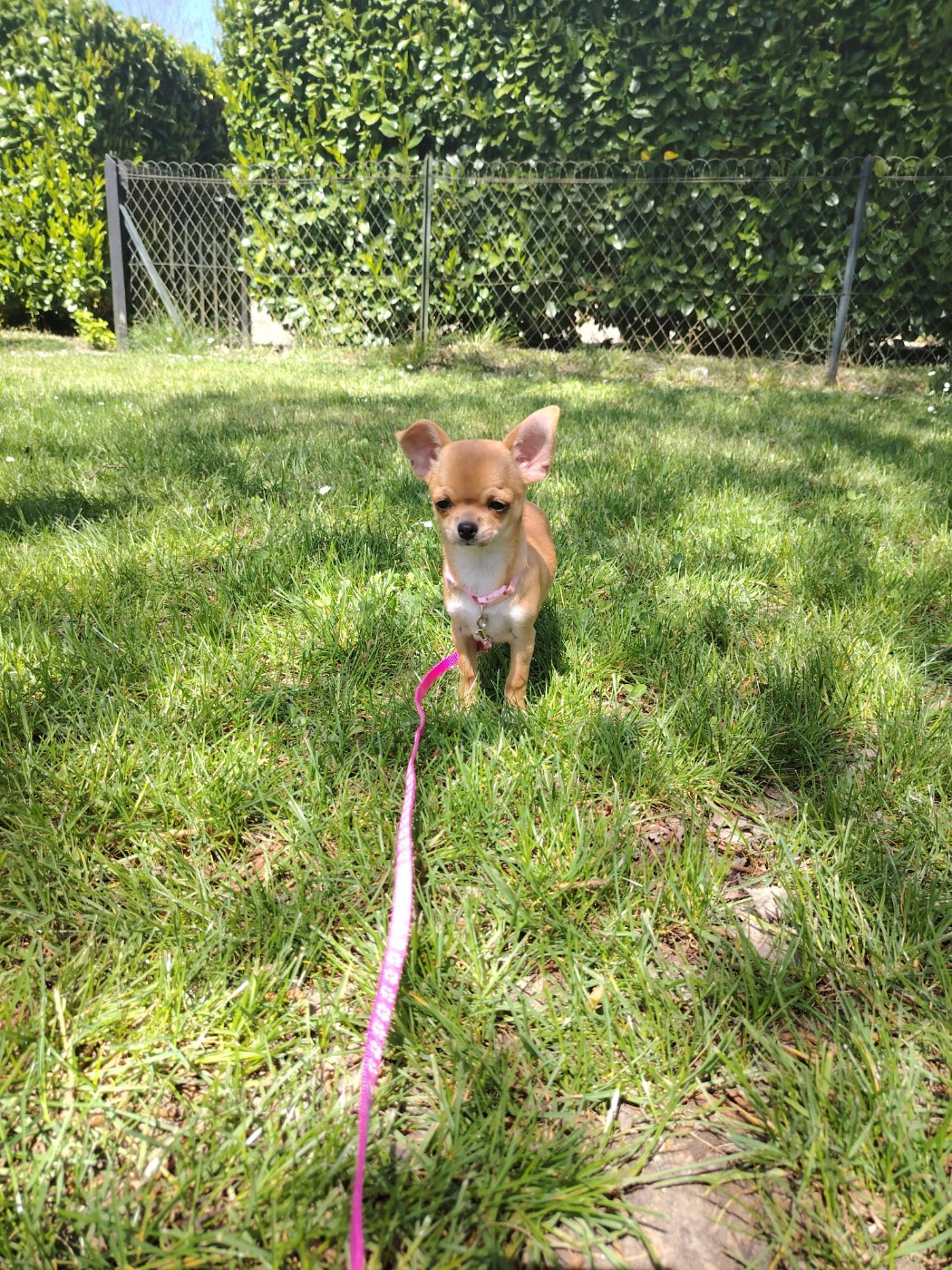 Degli Angeli E Demoni - Chiots disponibles - Chihuahua