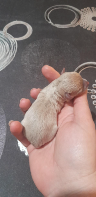 Mâle B... Degli Angeli e Demoni