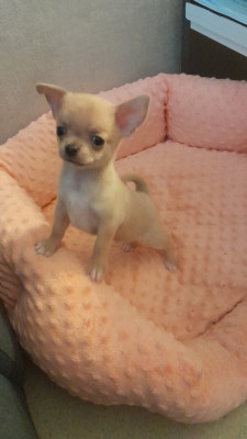 Bambino Degli Angeli e Demoni