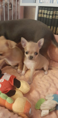 Betty Boop Degli Angeli e Demoni