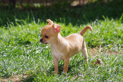 Barbie Girl Degli Angeli e Demoni