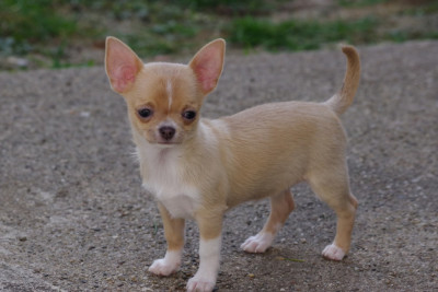 Birdy Degli Angeli e Demoni